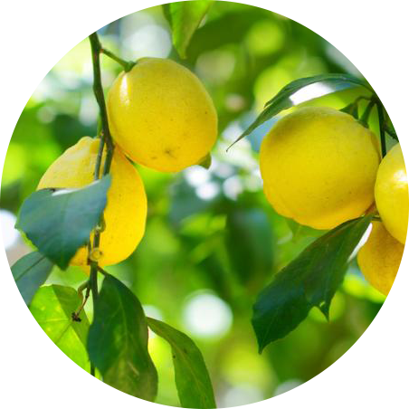 INCI - Citrónová šťava - (Citrus Limon)